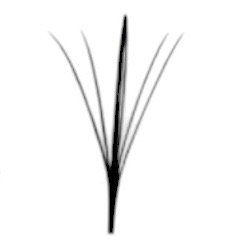 Wispy, Spike